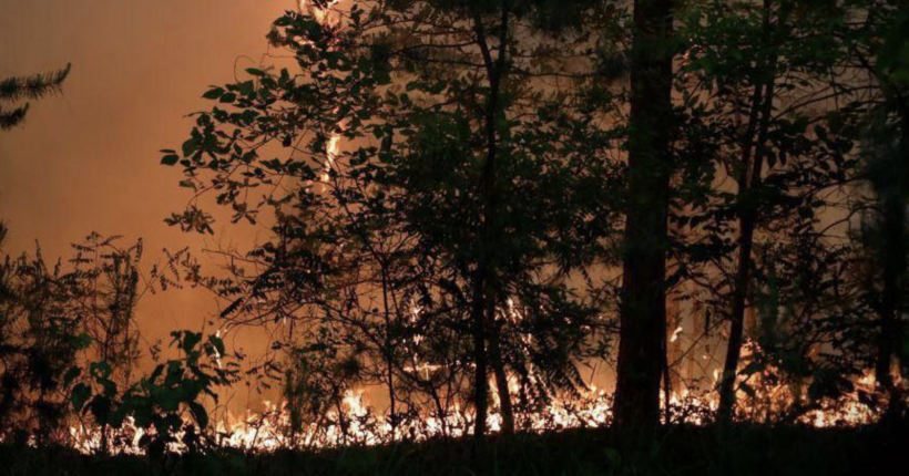 У Луганській ОВА назвали суму збитків, завданих росіянами через знищення лісів
