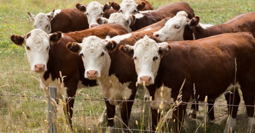 У США блискавка вбила фермера та 34 корови