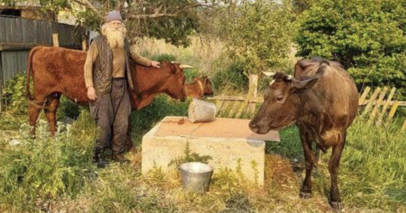 70-річний дідусь пішки евакуювався з Донеччини зі своїми трьома коровами та псом (відео)