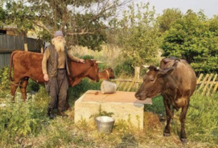 70-річний дідусь пішки евакуювався з Донеччини зі своїми трьома коровами та псом (відео)