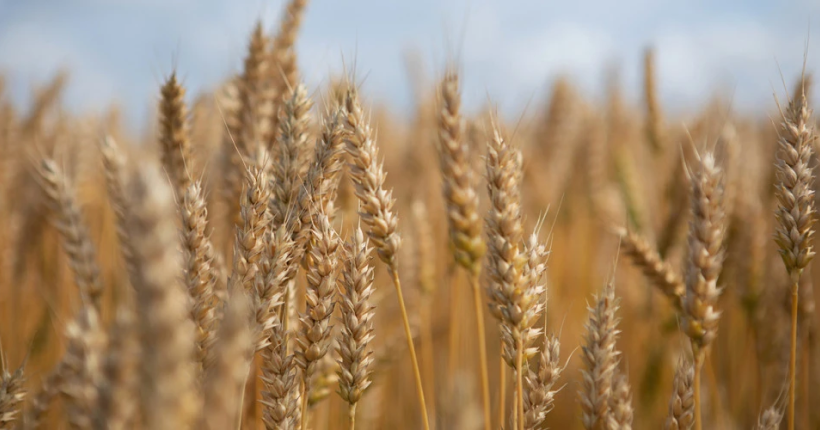 Росіяни вивезли 170 000 тонн пшениці з окупованої Луганщини, - ОВА