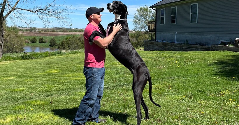 Найвища собака у світі - дог Кевін - несподівано пішов з життя