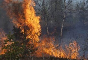 Палають Кремінські ліси, вогонь дійшов до будинків на ТОТ, - Луганська ОВА 
