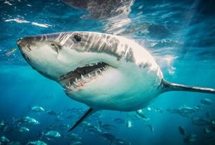 У Техасі акула тероризує відпочивальників: хижак за день атакував чотирьох людей