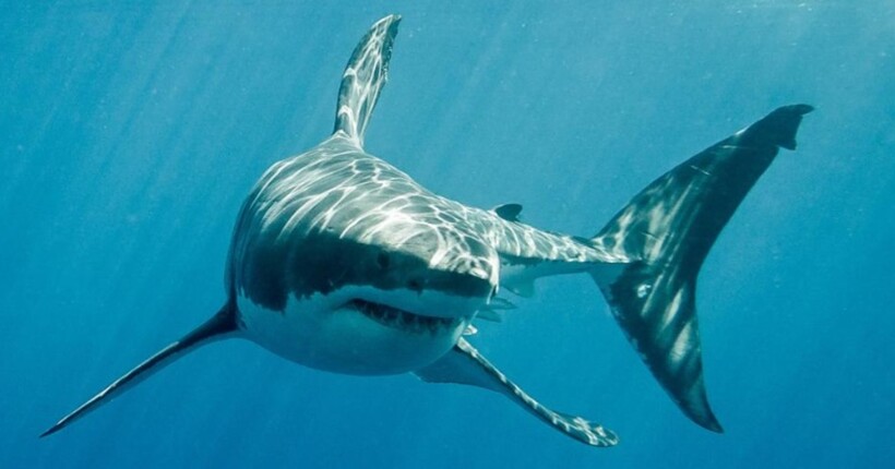 Ногу викинуло на берег: в Австралії серфер відбився від нападу білої акули, втративши кінцівку