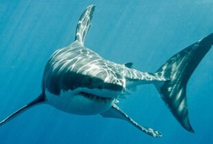Ногу викинуло на берег: в Австралії серфер відбився від нападу білої акули, втративши кінцівку