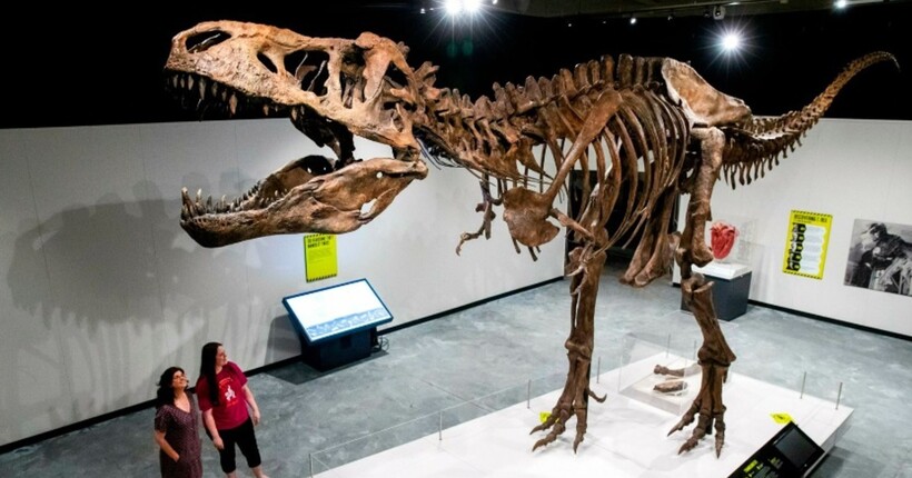 Тиранозавр рекс був більшим: нове дослідження переписує уявлення про розміри легендарного хижака