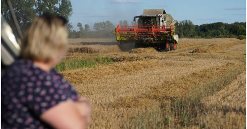 Через рекордну спеку врожай ранніх зернових скоротиться на 5%, пізні культури втратять близько 15%