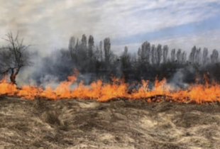 На Харківщині спалахнула масштабна лісова пожежа: у регіоні проводять евакуацію