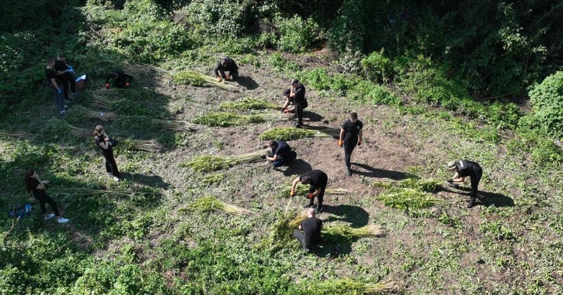 На Хмельниччині викрили наркоугруповання: вилучено 5000 кущів канабісу на суму понад 10 млн грн