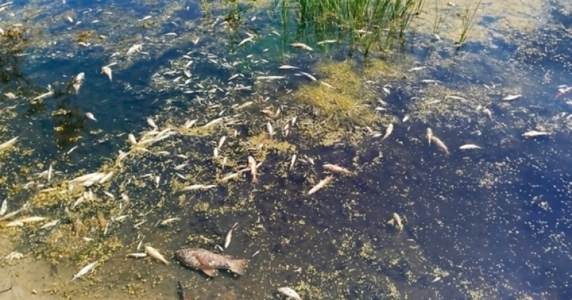 Забруднена вода з Десни досягла Київщини — Держводагентство