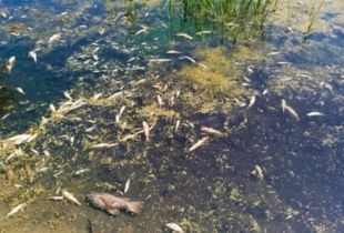 Забруднена вода з Десни досягла Київщини — Держводагентство