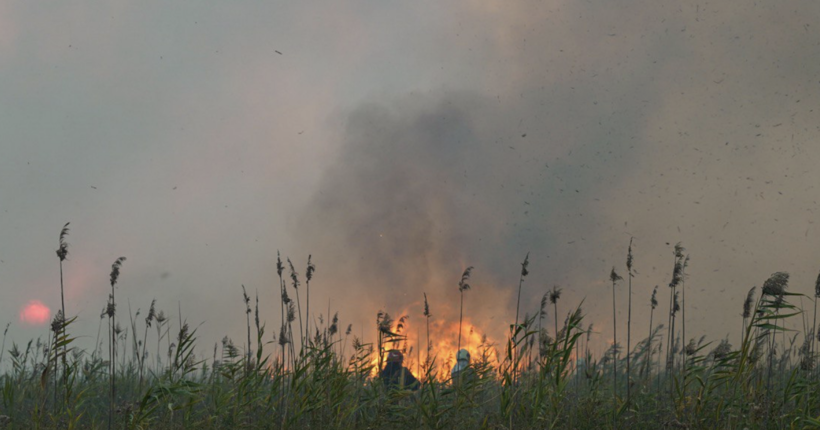 Вогонь вже пройшов 680 га: на Полтавщині другий день вирує масштабна лісова пожежа