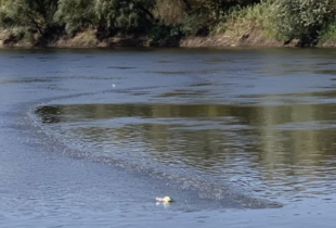 Забруднення Десни: який стан води у річці на Київщині