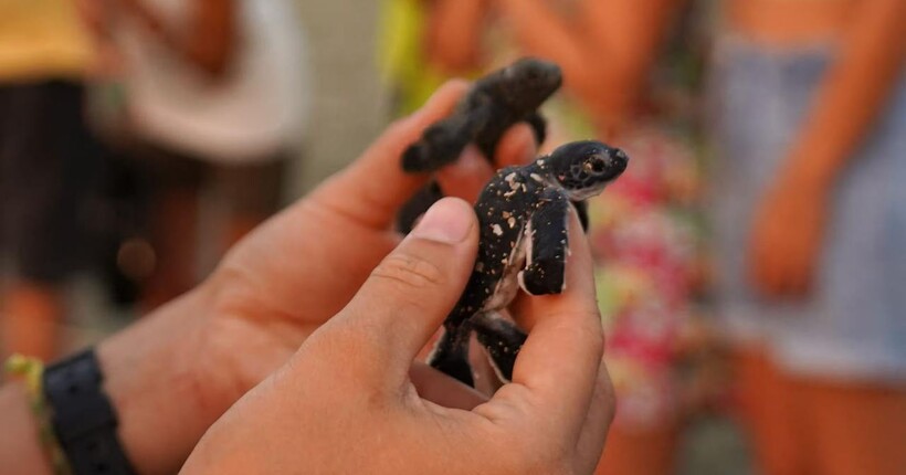 Відродження морських черепах Caretta caretta: кількість гнізд у Греції досягла рекорду