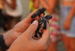 Відродження морських черепах Caretta caretta: кількість гнізд у Греції досягла рекорду