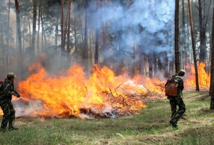 Синоптики попередили про пожежну небезпеку на Київщині