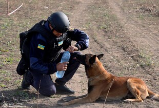Чотирилапі герої: вівчарки Ахілл і Квад допомагають розчищати Миколаївщину від ворожих мін (фото)