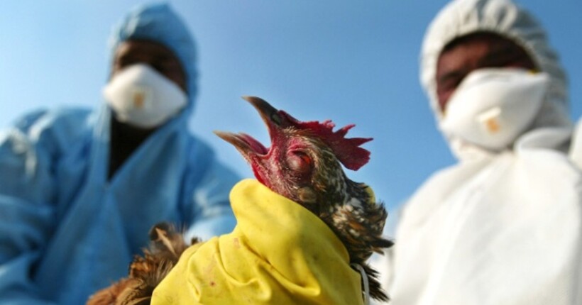 Австралія готується до H5N1: виділено ще $64 млн на захист від пташиного грипу