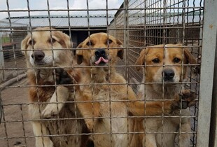 У Запоріжжі сталася пожежа у притулку для тварин: собаки згоріли живцем