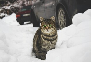 Чи можна відпускати кота гуляти на вулицю взимку: важливі нюанси