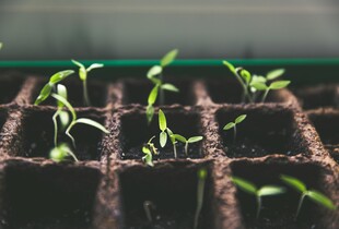 Ідеальний час для розсади — що варто посіяти у січні для багатого врожаю