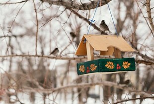 Догляд за садом у січні — важливі роботи для підготовки до нового сезону