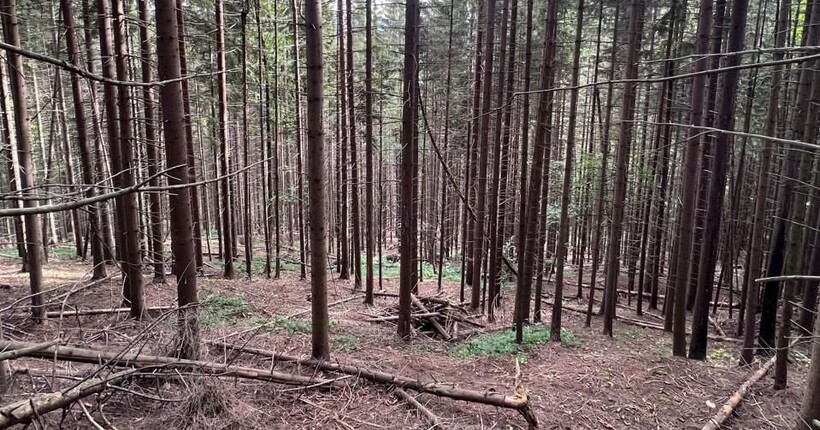 На Івано-Франківщині викрили посадовців, які незаконно вирубали ліс у заповіднику на 300 млн грн