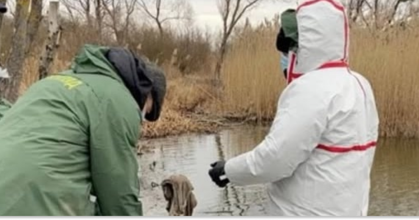 У річці на Львівщині виявили 38 мертвих лебедів