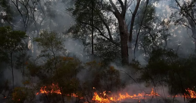 Від початку повномасштабної війни в Україні випалено майже 60 тис. га лісів
