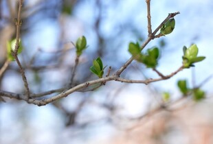 В Україну йде тепло до + 17°: прогноз погоди на тиждень