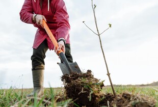 Весняне підживлення плодових дерев: які добрива використовувати