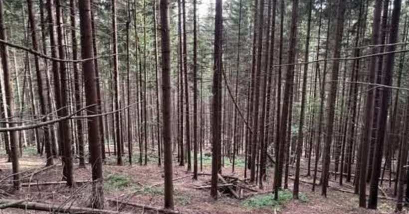 ДБР завершило розслідування щодо незаконної вирубки дерев у Нацпарку “Гуцульщина”