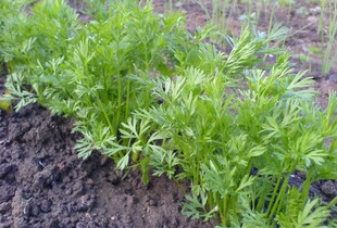 Чому морква погано сходить і що треба робити: поради городникам