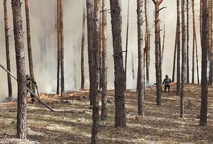 Пожежі у Харківській області: у лісах почали вибухати російські боєприпаси