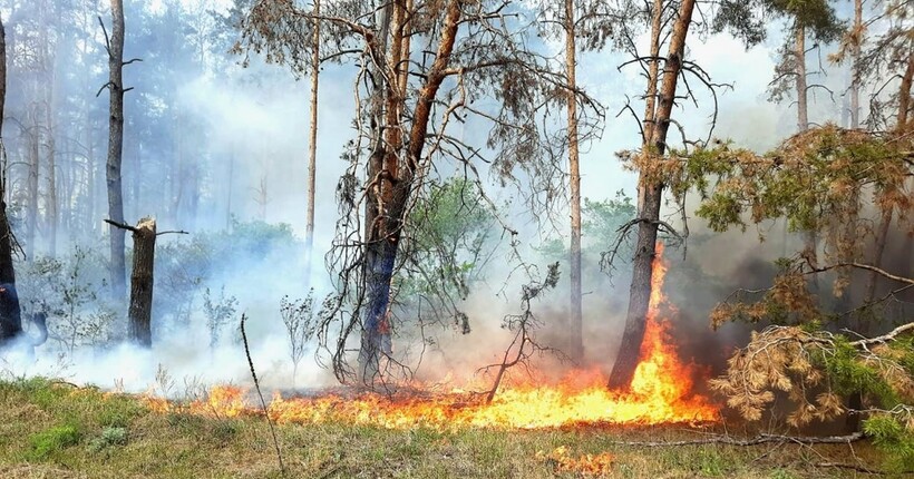 Внаслідок лісових пожеж на Харківщині вогонь перекинувся на будинки: що відомо 