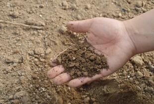 Чим підживити рослини у травні без витрат — натуральні добрива
