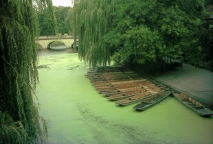 Що робити, щоб вода у ставку не зацвіла: поради для саду