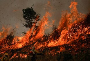 У 2024 році світ втратив рекордну кількість лісів через пожежі