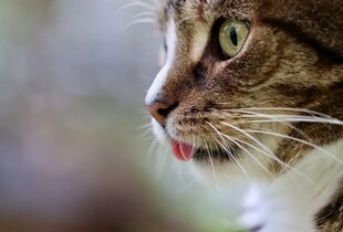 Вчені зрозуміли, як коти запам’ятовують і впізнають господаря
