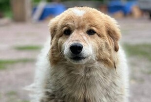 У притулку під Києвом від переляку під час обстрілу померла собака Голді