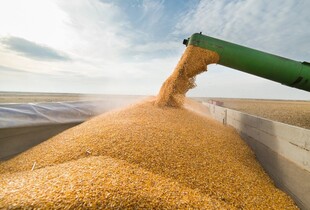Окупанти на ТОТ примушують аграріїв здавати зерно за заниженими цінами – ЦПД