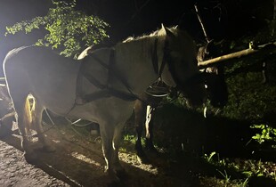 На Закарпатті прикордонники затримали волинян, які на конях доїхали до річки Тиса
