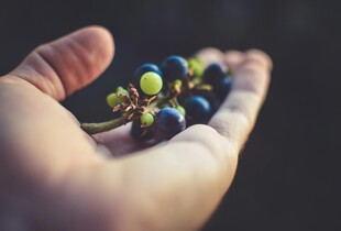 Дрібні ягоди на винограді — через що це відбувається
