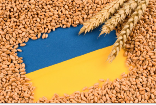 Експорт українського зерна скоротився на чверть, але виручка залишилася стабільною
