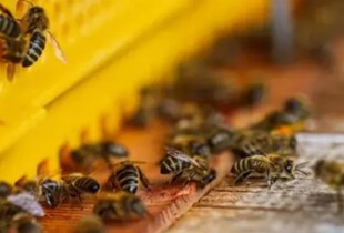 Рій бджіл напав на людей у Франції: 24 постраждалих, троє в реанімації