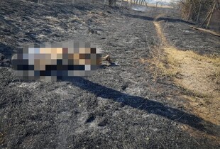 Загоряння сухої трави: на Одещині через пожежу загинула жінка і поранено людей (фото)
