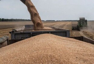 На Запоріжжі депутат-колаборант передав до рф 24 000 тонн агропродукції без дозволу власника