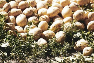 Коли копати картоплю: орієнтири, які не підводять та народні прикмети