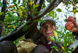 Що робити в саду та на городі у вересні: перелік важливих робіт